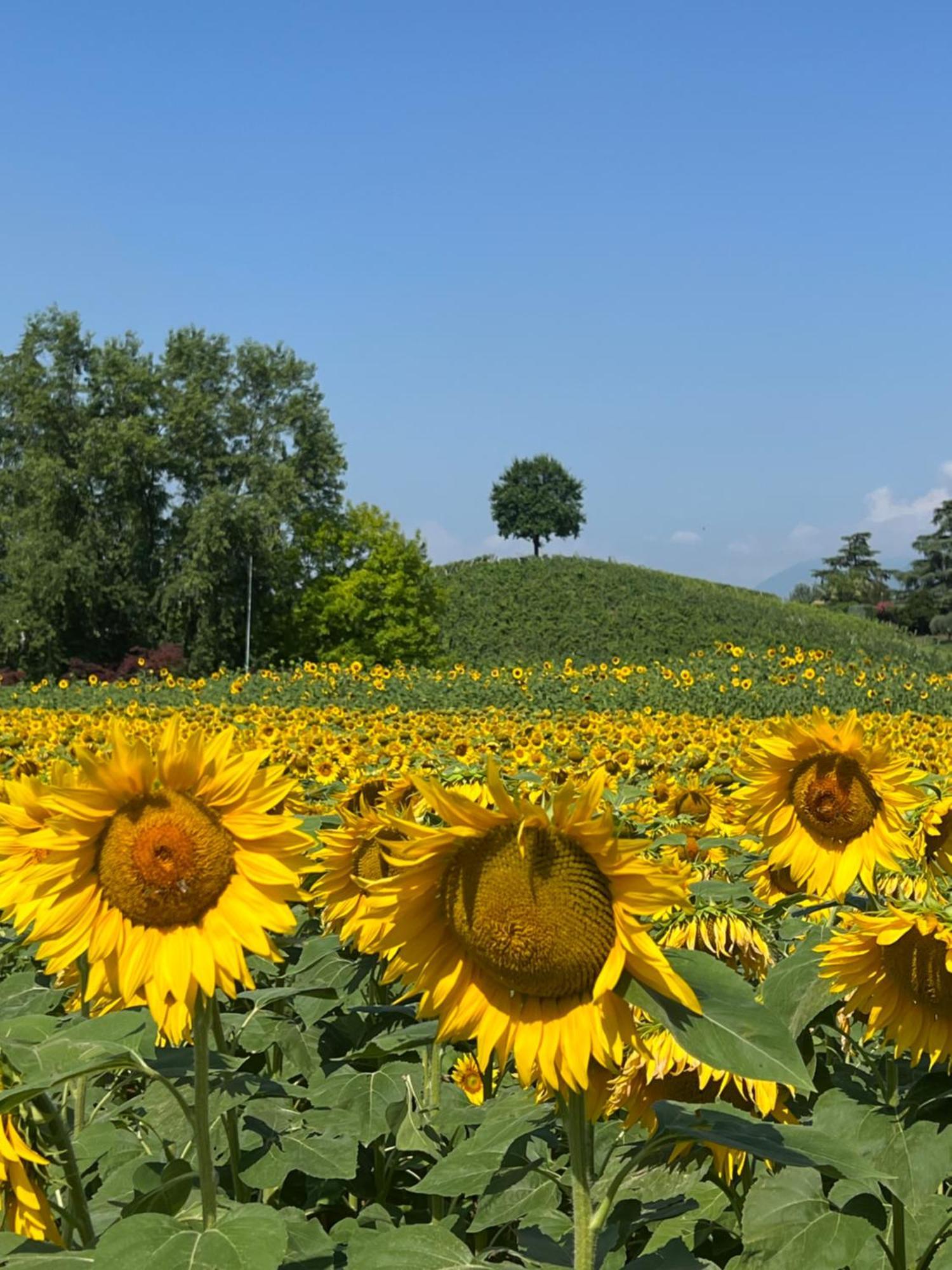 Borghetto San Biagio Relais Agriturismo Bed and Breakfast Thiene Exterior foto